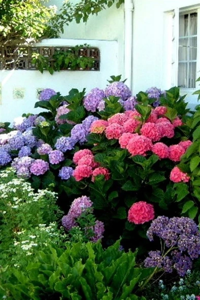 Ortanca Fidanı Pembe 10-20 cm - Resim 2