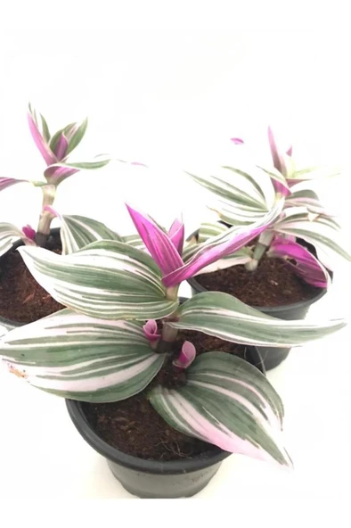 Pembe Telgraf Çiçeği Fidanı 10-20 cm CN104100000PEM - Resim 3