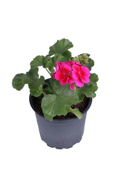Sardunya Çiçeği Fidanı - Pelargonium - Koyu Pembe Renk 10-20 Cm ürün görseli