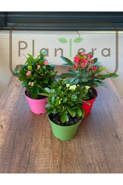 Euphorbia Milii - Dikenler Tacı - Üçlü Set 10-20 cm - Resim 3