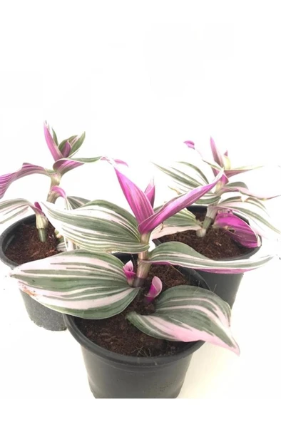 Pembe Telgraf Çiçeği Fidanı 10-20 cm CN104100000PEM ürün görseli