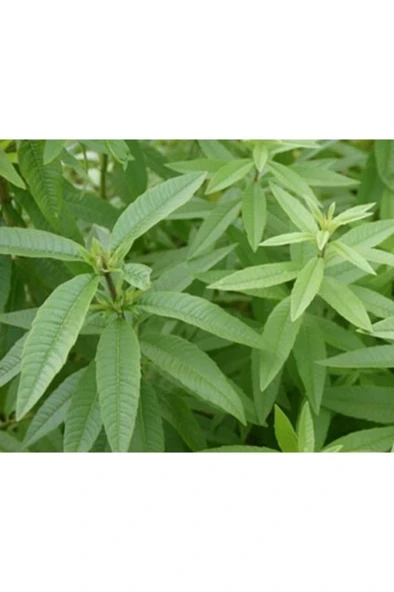 Limon Melisa Çiçeği Fidanı Saksılı 20-40 cm - Resim 3