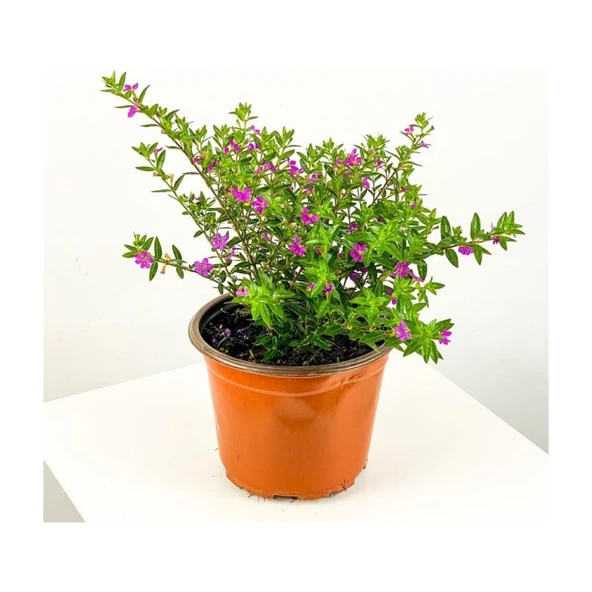 Kufeya Cennet Çiçeği Fidanı Pembe Cuphea Hyssopifolia 10-20 cm ürün görseli
