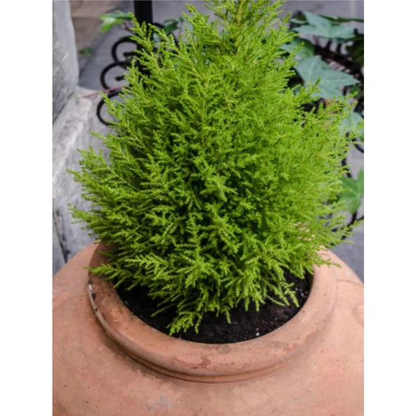 Limoni Servi Limon Çamı Cupressus Macrocarpa 30-50 cm - Resim 3