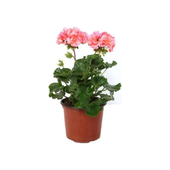 Karışık Renk Ceylangözü Sardunya Fidesi Fidanı 8.5 cm Saksıda ürün görseli