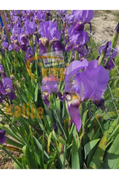 Mor Zambak İris Çiçeği Fidanı 10-20 cm - Resim 2
