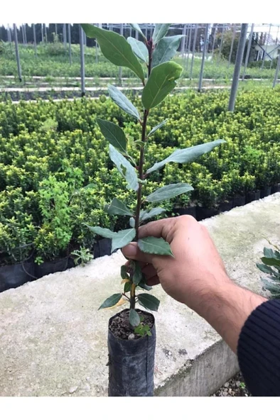 Defne Fidanı 15-25 cm - 1