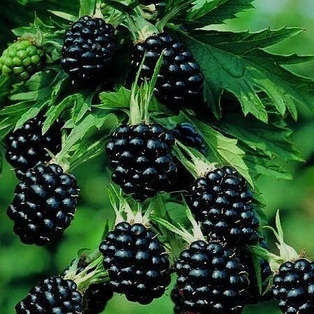 Böğürtlen Fidanı Açık Kök 40-80 cm - Resim 2