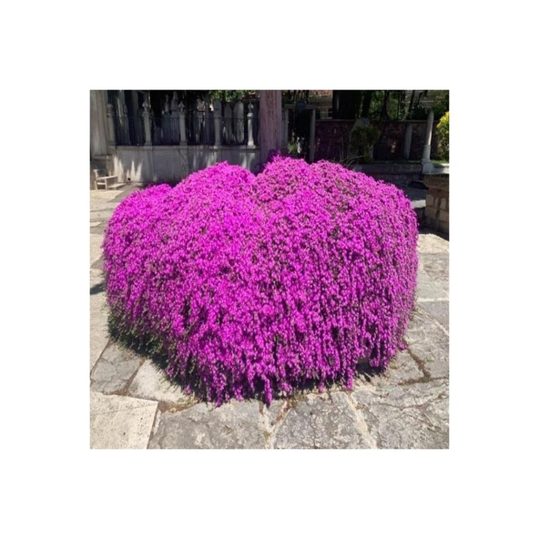 Mor Acem Halısı Çiçeği Fidanı 10-15 cm ürün görseli