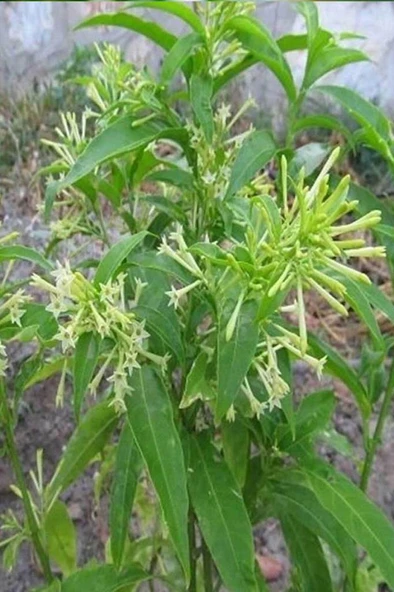 Melisa Çiçeği Fidanı Saksılı 10-20 cm TYBKWX1VD9SH5MDM13 - Resim 4