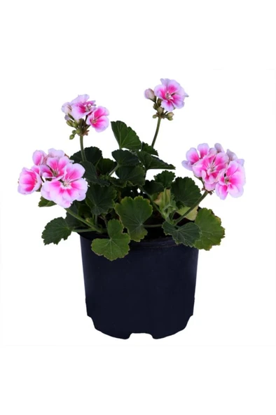 Sardunya Çiçeği Fidanı - Pelargonium - Açık Pembe Renk 10-20 Cm ürün görseli