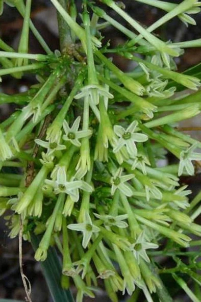 Melisa Çiçeği Fidanı Saksılı 10-20 cm TYBKWX1VD9SH5MDM13 - Resim 3