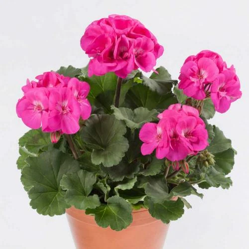 Sardunya Çiçeği Fidanı - Pelargonium - Açık Pembe Renk 10-20 Cm - Resim 2