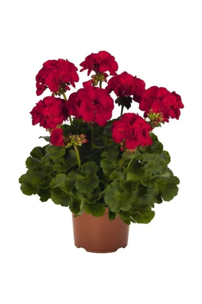 Koyu Kırmızı Sardunya Çiçeği Fidanı 10-20 Cm ürün görseli