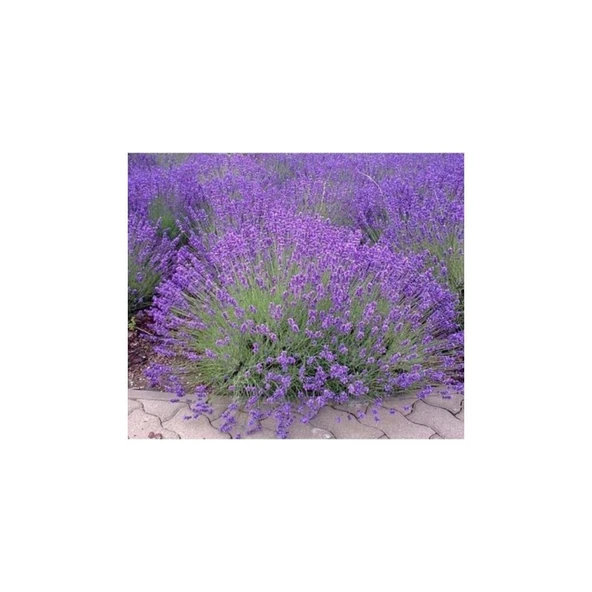 Orchid Moru Lavanta Fidanı 3 Adet 10-20 cm - Resim 2