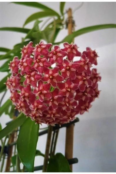 Mum Çiçeği Kırmızı Hoya Carnosa Kokulu 10-20 cm - 1