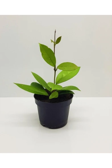 Mum Çiçeği Kırmızı Hoya Carnosa Kokulu 10-20 cm - 2