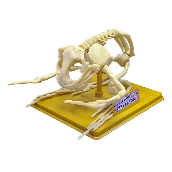 TOYZ DÜKKANIM Kurbağa İskeleti Bilim Seti Kız Erkek Çocuk Oyuncak Eğitici Oyuncaklar - 1