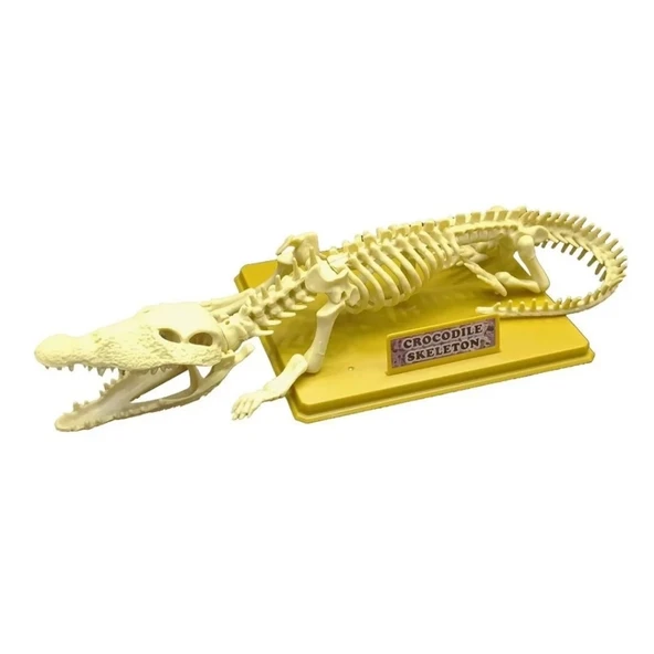 Eğitici Oyuncak Timsah İskeleti Bilim Seti ürün görseli