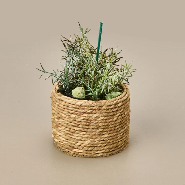 Natürel Çiçek - Asorti - 15 cm - Resim 3