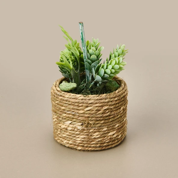 Natürel Çiçek - Asorti - 15 cm ürün görseli