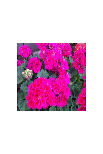 Saksılı Koyu Çingene Pembe Sardunya Çiçeği 10-20 cm - Resim 2