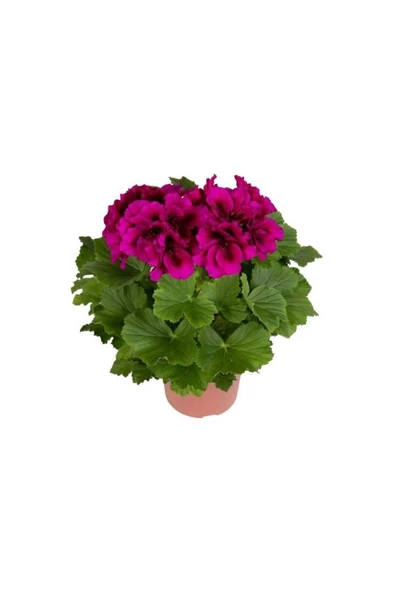 Saksılı Koyu Çingene Pembe Sardunya Çiçeği 10-20 cm ürün görseli