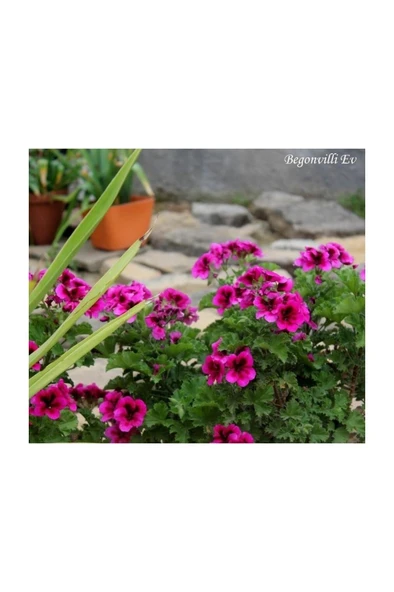 Saksılı Koyu Çingene Pembe Sardunya Çiçeği 10-20 cm - Resim 3