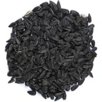 Sıyah Çekırdek Küçük Paraket Çekirdeği 1 Kg ürün görseli