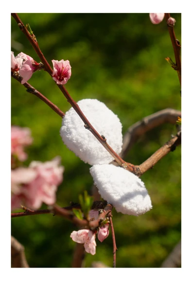 Makyaj Temizleme Pamuğu - %100 Pamuk Yıkanabilir Yüz Temizleme Pamuğu 2'li Paket - Resim 5