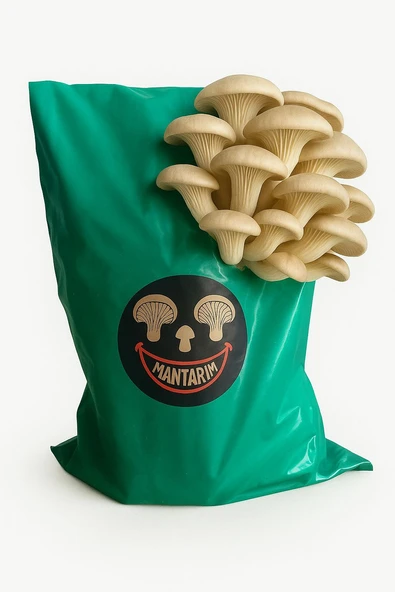 6 kg İstiridye Mantarı kompostu ( Mantar çıkımına hazır, yetiştirme kılavuzu ile birlikte) ürün görseli