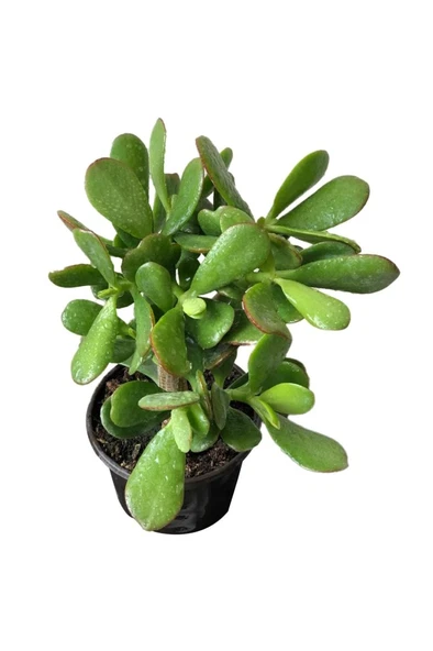 Para Ağacı Çiçeği ( Büyük Boy ) Kaktüs Sukulent 10-20 cm - Resim 2