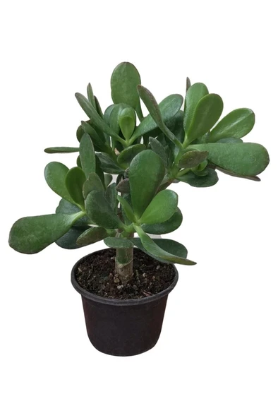 Para Ağacı Çiçeği ( Büyük Boy ) Kaktüs Sukulent 10-20 cm ürün görseli