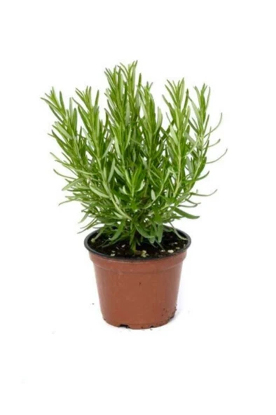 Biberiye Fidesi Saksıda 10-20 cm ürün görseli