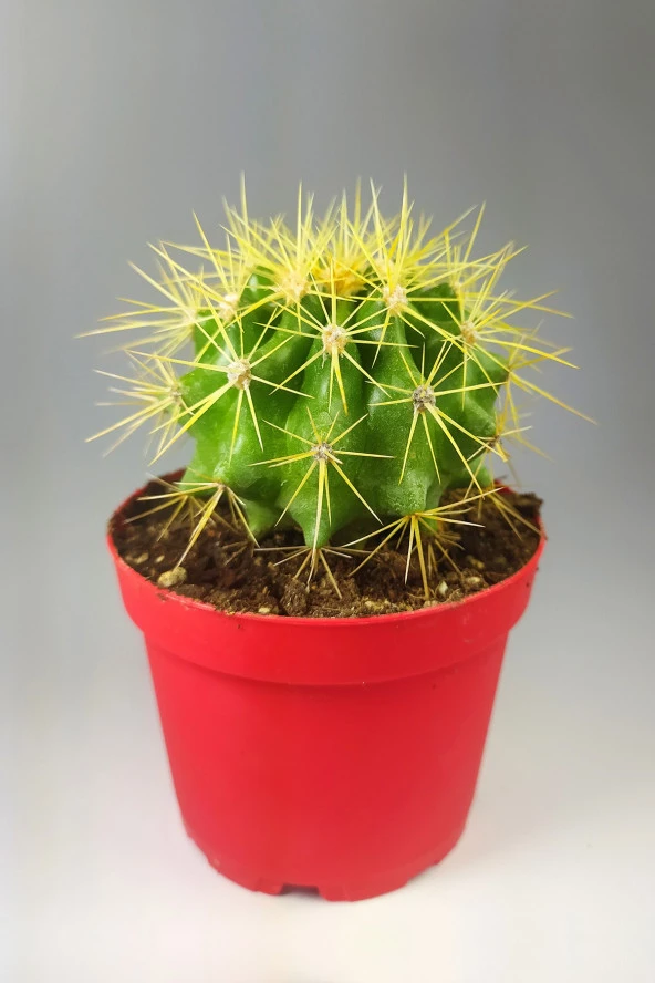 Echinocactus Grusonii Altın Fıçı 8.5 cm Kırmızı Saksıda
