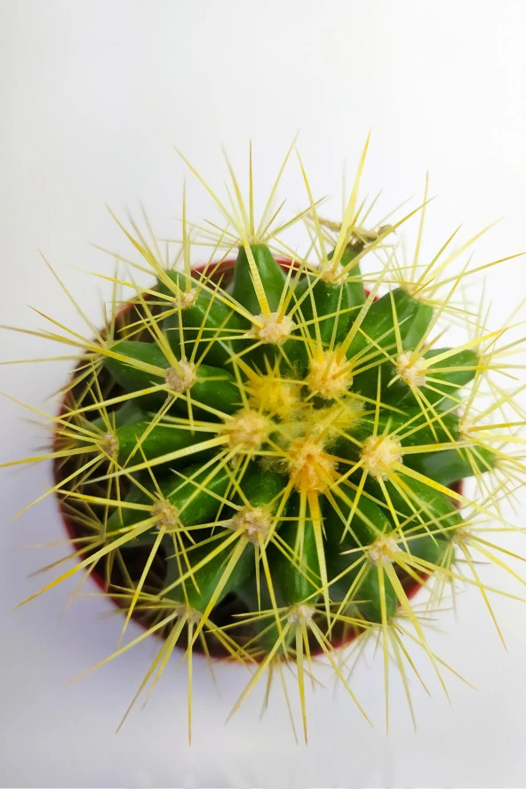 Echinocactus Grusonii Altın Fıçı 8.5 cm Kırmızı Saksıda - 2