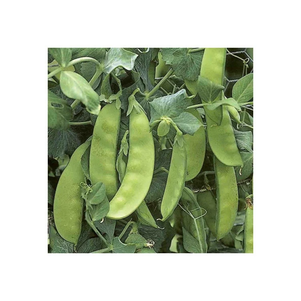 Yerli Yaprak Bezelye Tohumu 500 Gr - 1