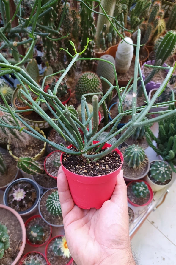 Euphorbia Tirucalli Kalem Kaktüs Özel Tür Nadide Kaktus Tekli Kaktüs 8.5 cm Saksıda - Resim 4