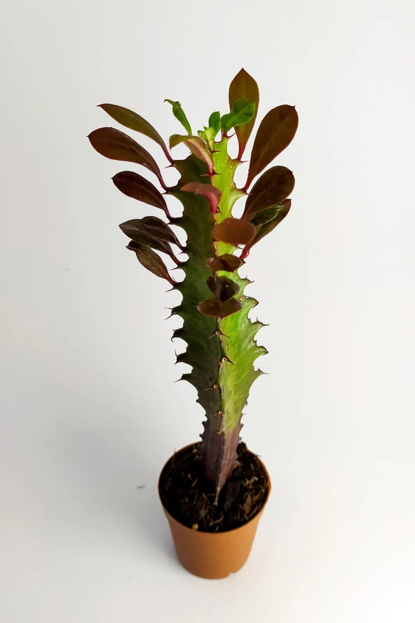 Euphorbia Trigona Royal Red Nadide Tür Kaktüs Özel  Tür Kaktüs 5.5 cm Saksıda