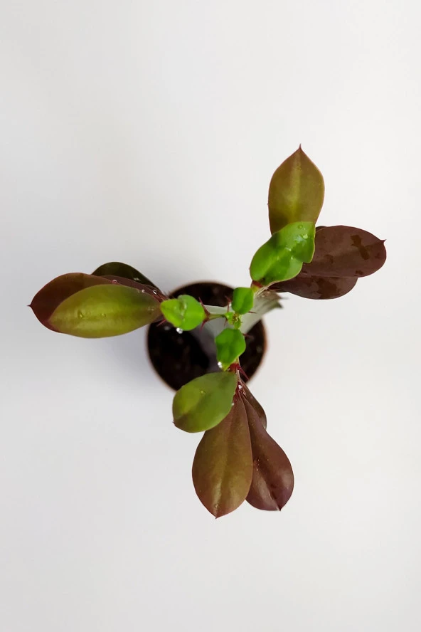 Euphorbia Trigona Royal Red Nadide Tür Kaktüs Özel  Tür Kaktüs 5.5 cm Saksıda - 2