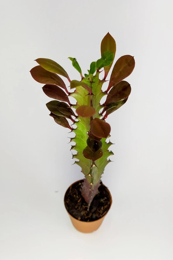 Euphorbia Trigona Royal Red Nadide Tür Kaktüs Özel Tür Kaktüs 5.5 cm Saksıda - 3