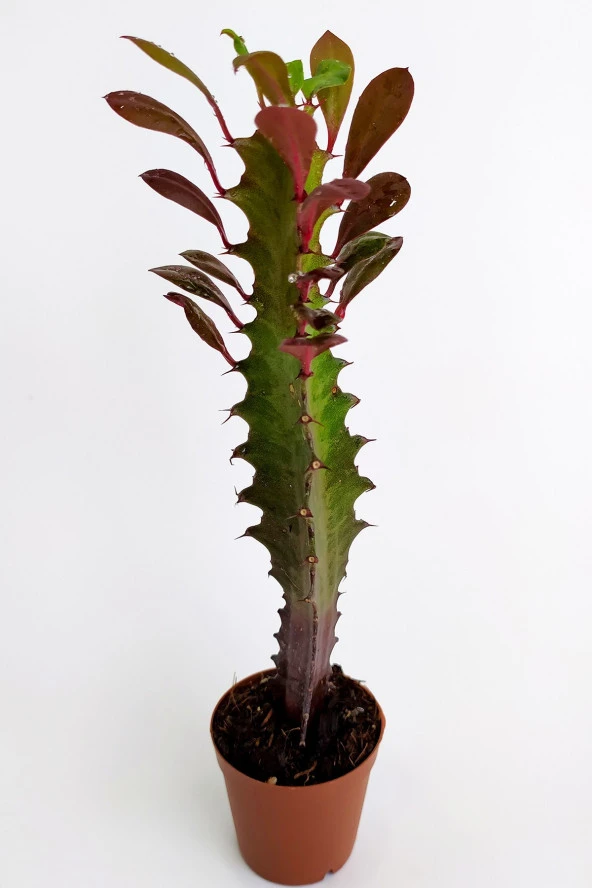 Euphorbia Trigona Royal Red Nadide Tür Kaktüs Özel Tür Kaktüs 5.5 cm Saksıda - 4