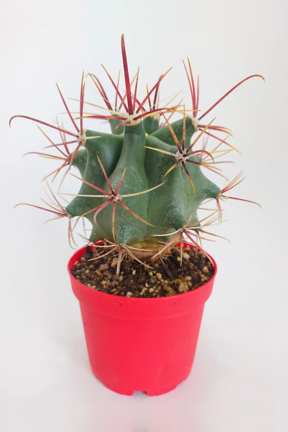 Ferocactus Emoryi  Nadide Tür Tekli Özel  Kaktüs 8.5 cm Kırmızı Saksıda