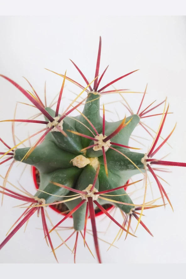 Ferocactus Emoryi Nadide Tür Tekli Özel Kaktüs 8.5 cm Kırmızı Saksıda - 2