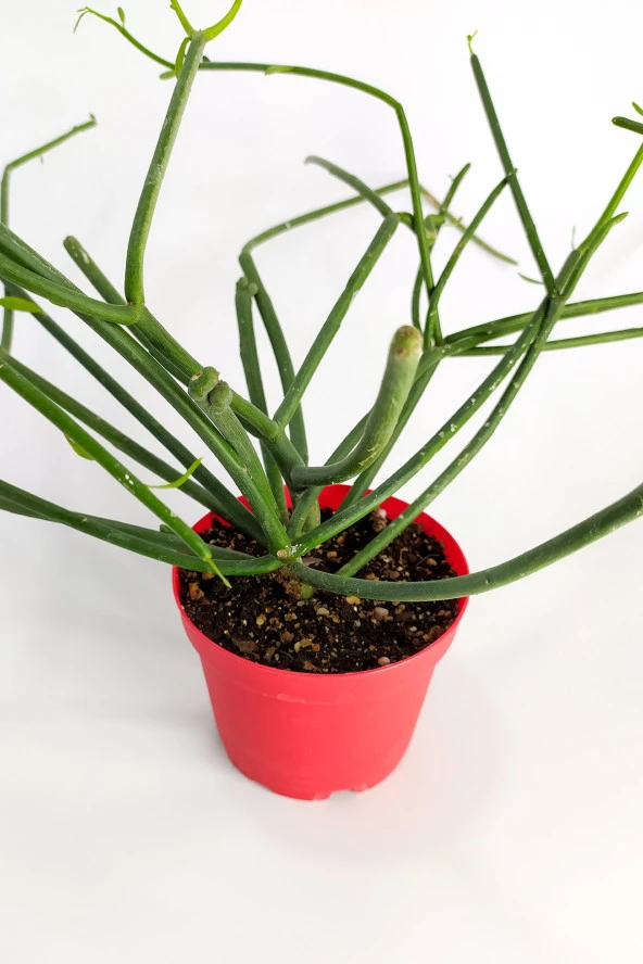 Euphorbia Tirucalli Kalem Kaktüs Özel Tür Nadide Kaktus Tekli Kaktüs 8.5 cm Saksıda - Resim 2
