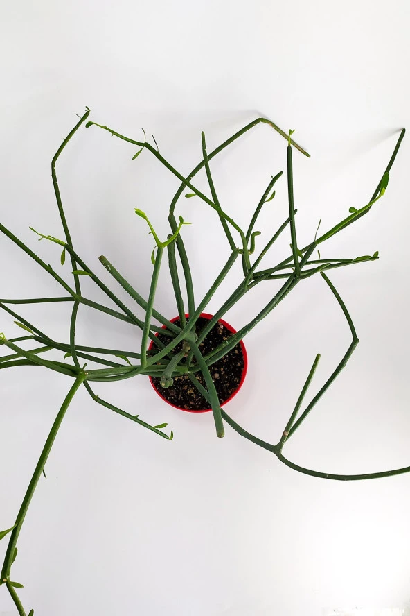 Euphorbia Tirucalli Kalem Kaktüs Özel Tür Nadide Kaktus Tekli Kaktüs 8.5 cm Saksıda - Resim 3