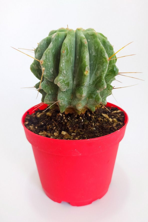 Ferocactus Glaucescens Nadide Tür Tekli Özel  Kaktüs 8.5 cm Kırmızı Saksıda - 3