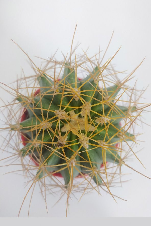 Ferocactus Glaucescens Nadide Tür Tekli Özel  Kaktüs 8.5 cm Kırmızı Saksıda - 2
