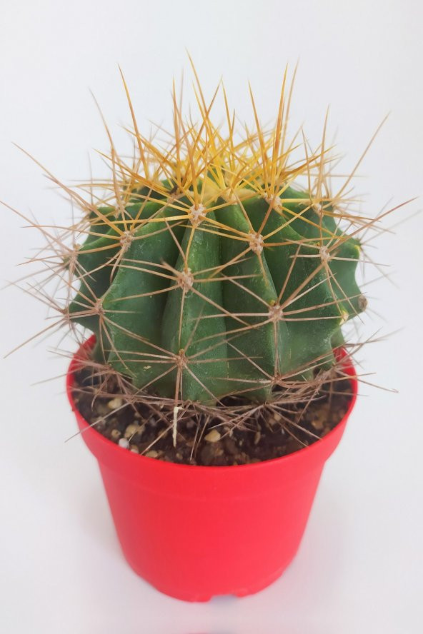 Ferocactus Glaucescens Nadide Tür Tekli Özel  Kaktüs 8.5 cm Kırmızı Saksıda - 3