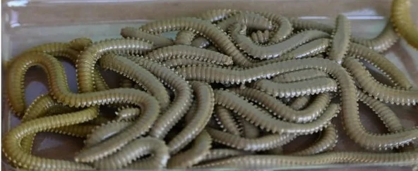 Fladen Vermz Kum Solucanı 8.5 cm 20'li Paket 02 Renk Silikon Yem - 2